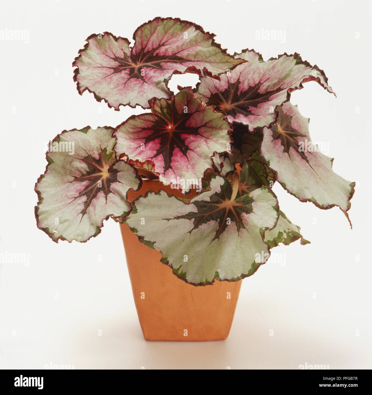 Begonia 'Merry Christmas' (Painted-Leaf Begonia) Banque D'Images