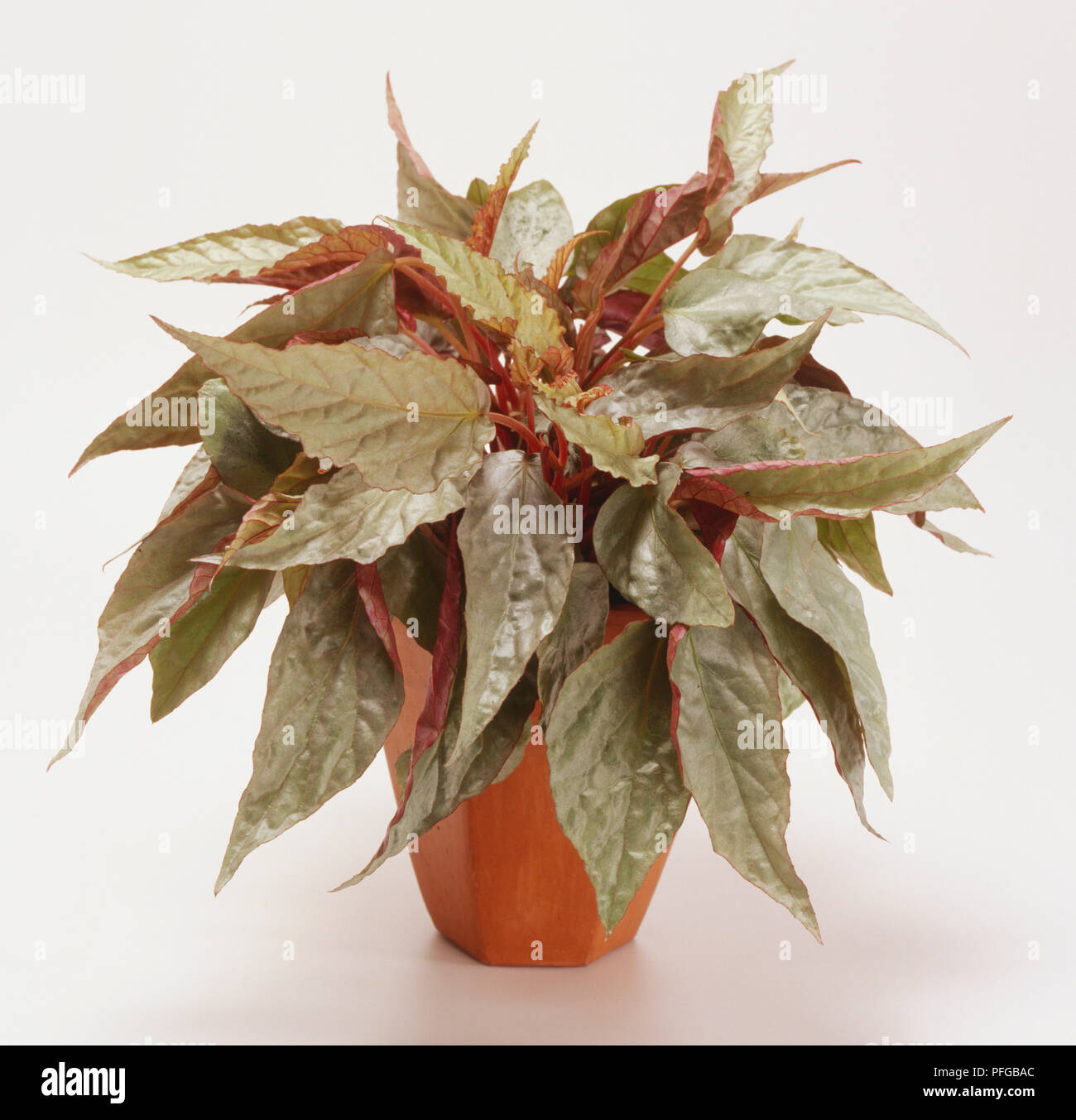 'Silver' bégonia (Begonia) Banque D'Images