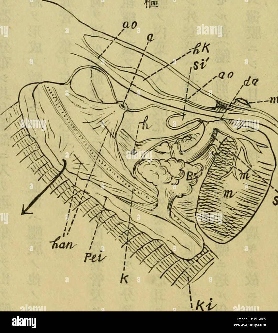 Dbutsugaku Zasshi Zoologie Zoologie Ac C A Eeªc Ae A A Aeae Aºaa E A A Aeaaºae Aee Severnaƒ A Ae A Ae A C Aºlic Aea A A A I Yaaa A E C A E A Aeº Wua A E A ªc A A Ae Ac C Ae A ªc Ae Aee A A Aa A Ea A A Aca Eaa A Ae Aaa
