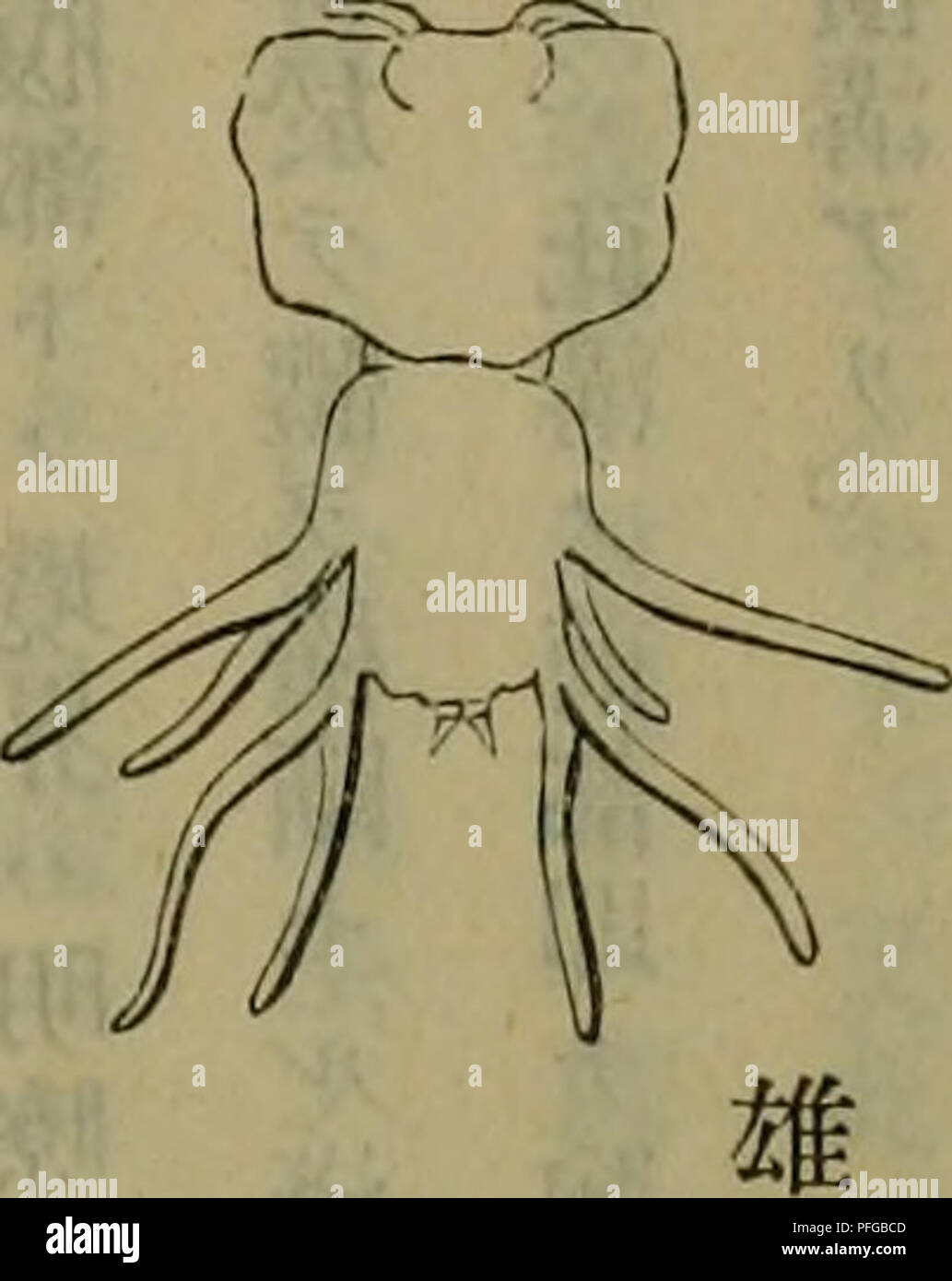 Dbutsugaku Zasshi Zoologie Zoologie Ae Aºaaea A A Ae Ae A taaaa Cae C Ee A C Aºa Acºa E A C Ae A A Aºa Eae ae C E A E C A E E A Aªaºaac ea A A A A A A A A Ahee Aªe A A A a aa Aeae Aeaa Ae Ae