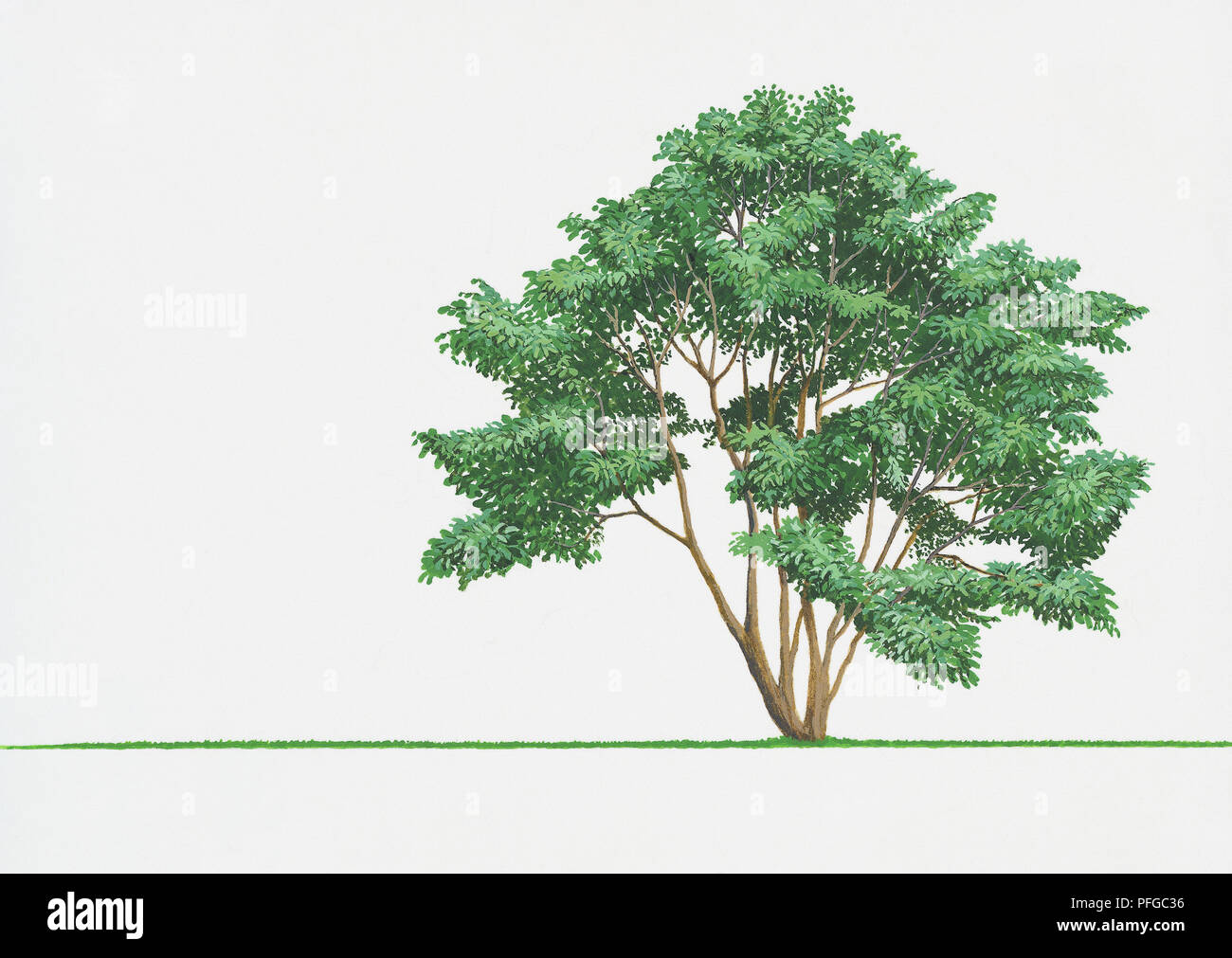 Illustration de Photinia serratifolia (Photonia chinois) Banque D'Images