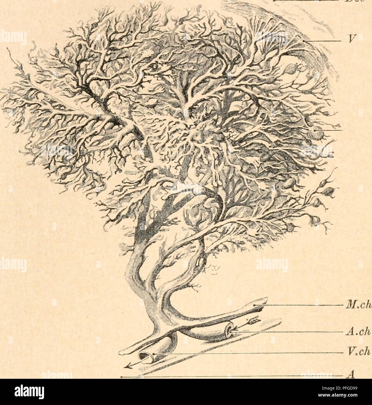 Ce travail critique la théorie de l'évolution de Darwin, présentant une vision alternative basée sur les lois du développement. Le texte traite de la surface du chorion, du développement des embryons et de la façon dont ces structures biologiques interagissent avec la paroi utérine. L'étude suggère que la complexité du développement embryonnaire peut offrir un aperçu des processus évolutifs. Banque D'Images