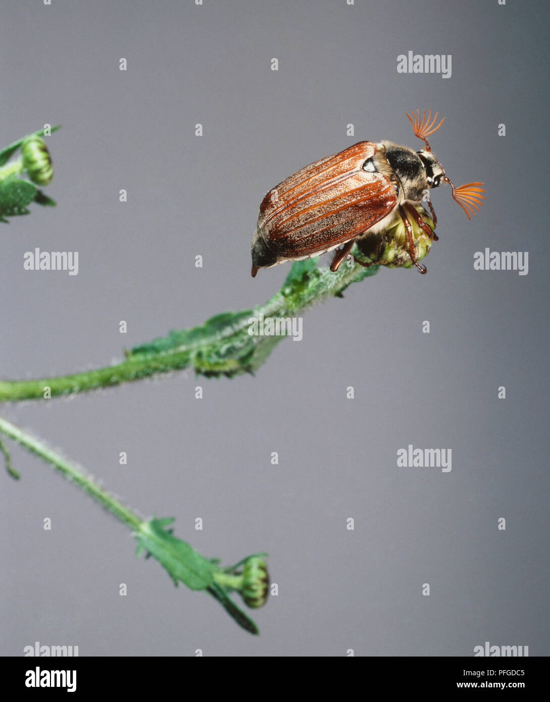 Cockchafer beetle (Melolontha melolontha), perché sur le bouton floral, la préparation de voler Banque D'Images