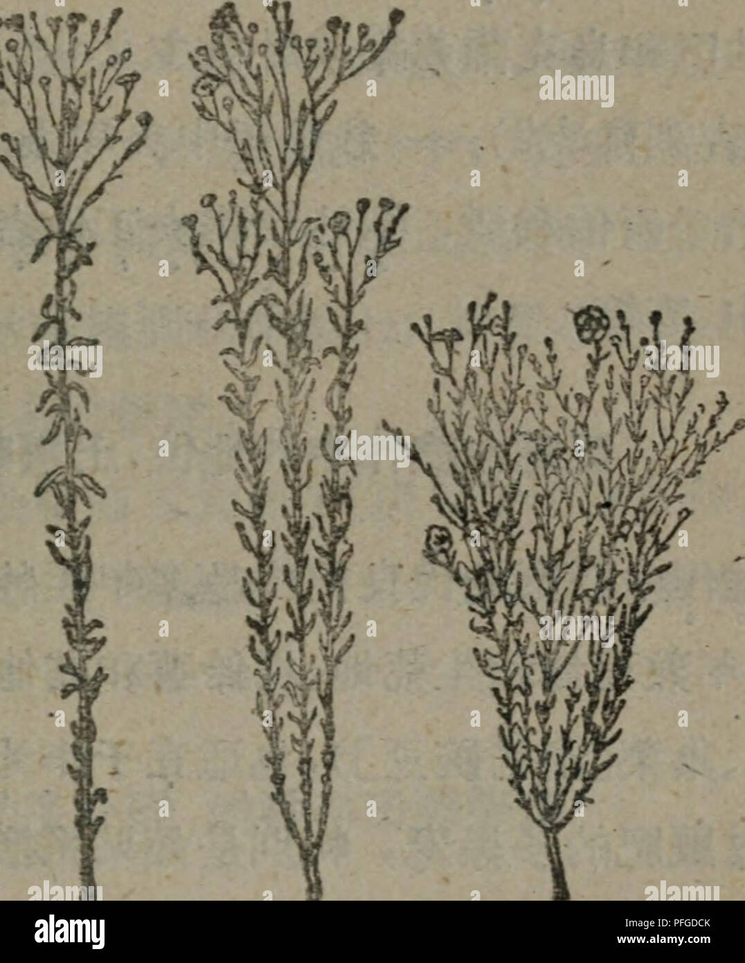 Da Tian Zuo Wu Botanique C A A 3c A C C 31 8b 65 Aºaº C C Fl Ffieº C I Aff Iriaaºjfecm A Ffieº Ae C 2 Eeº Ea E Ccºc A A C I A Fflme A Aeaeae Cae C C I Aºeº Ae Ae Ae ª Aº Ca Ece