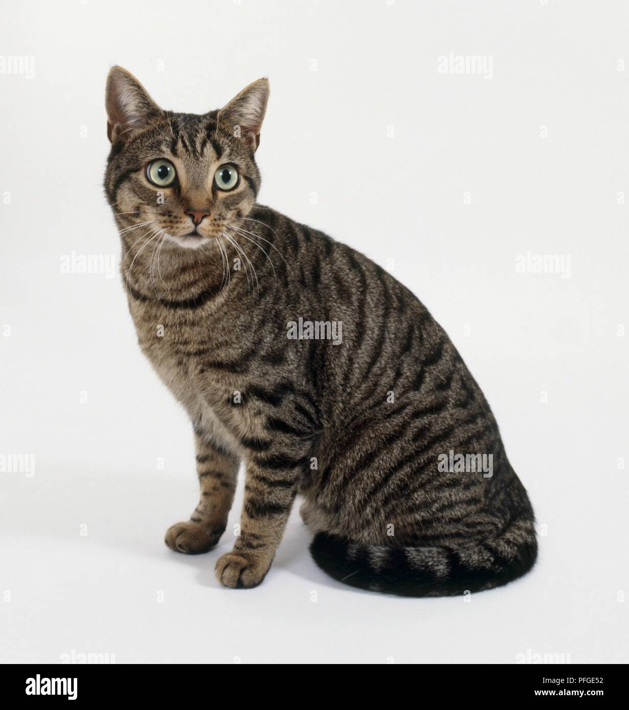 Mackerel tabby Banque de photographies et d’images à haute résolution