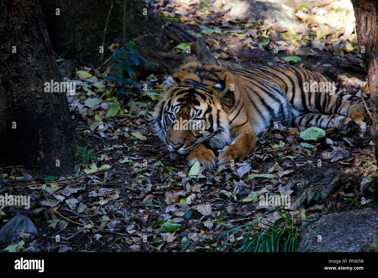 Tigre de Sumatra se reposant Banque D'Images
