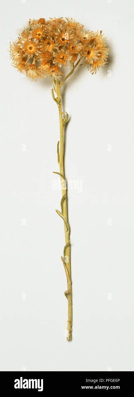 Helichrysum stoechas tige avec fleur jaune-tête après la fructification. Banque D'Images