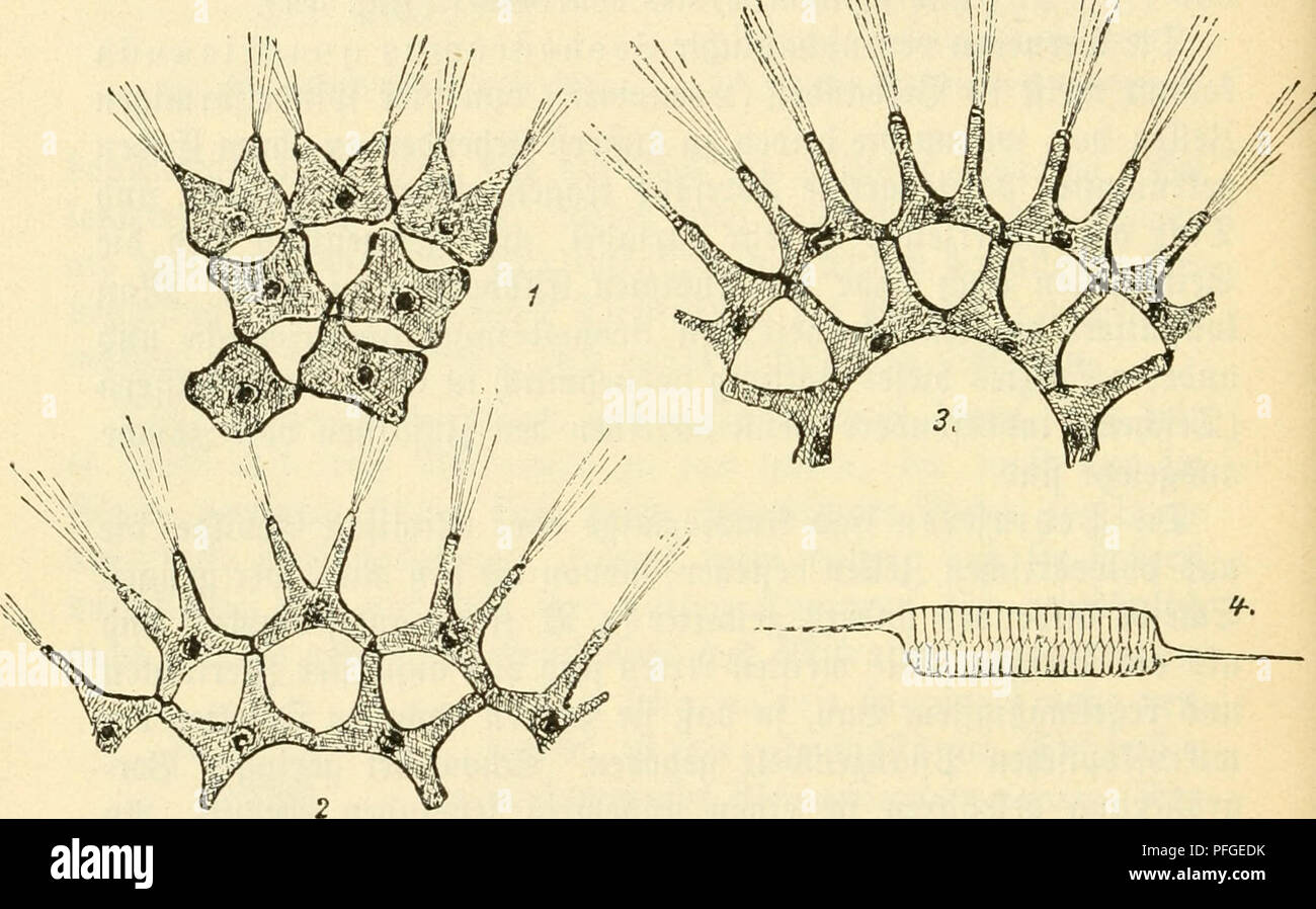 . Süsswasser das-plancton ; Einführung in die freischwebende unserer organismenwelt teiche, flüsse und seebecken. Le plancton ; animaux d'eau douce. 74 XII. 2)te pIon !tomfd ^^flan)cn. cnformen ^ tüie§ 3( 9ba§ anbenfein fotd Sorl))er f|)eäiell tpeBteBen angepaßten^Sd bem ^ebiaftren perft dans^^si j'^iäd teid en ber)[ifd)en Öauftfe^ du CNA ; einige g^^^fpäter mnrben j e t)fie sur S)^. 9} arffon^ au ?aber en md1 ett)äffern 673 ber t)sur S3erlin aufgefnnben^  ommt Wan être orftenbüfc^bie 33h00 beutüc benfelben ae une^ouvent 5U ©efic^t, n)enn homme betreffenbe§ ba Ian $ !ton auftrocfnen§ e unb läßt bann mit ftärferen Sinfen bu Banque D'Images