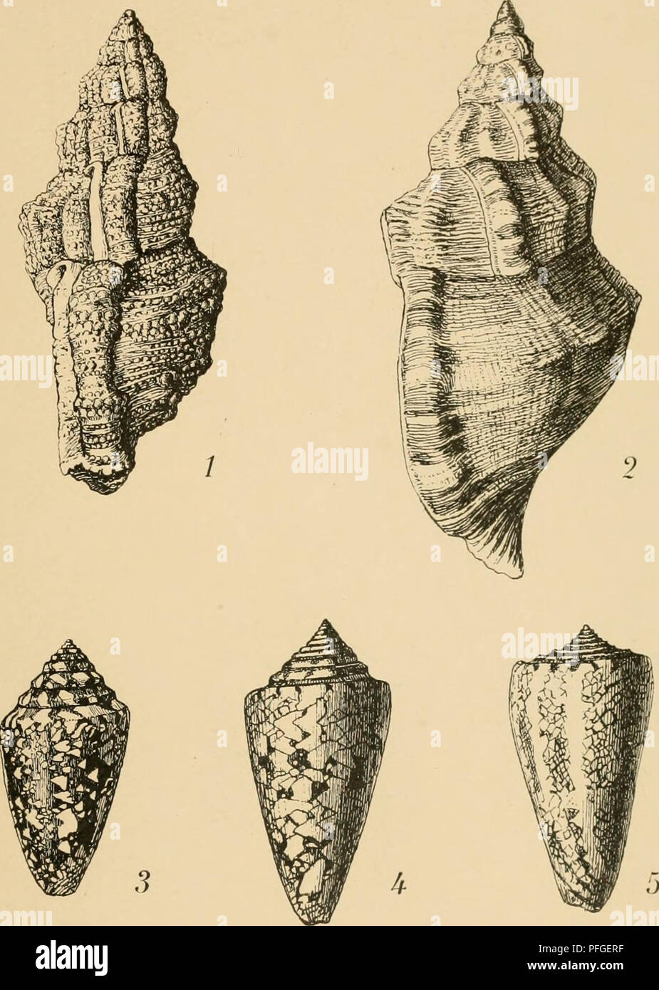 . Quotientengesetz biologischstatistische Das : Eine Untersuchung. La statistique mathématique ; biométrie ; mollusques ; mollusques. II. de Tafel. Veuillez noter que ces images sont extraites de la page numérisée des images qui peuvent avoir été retouchées numériquement pour plus de lisibilité - coloration et l'aspect de ces illustrations ne peut pas parfaitement ressembler à l'œuvre originale.. Peterson, Chr. Kopenhagen : Bianco Lunos Banque D'Images