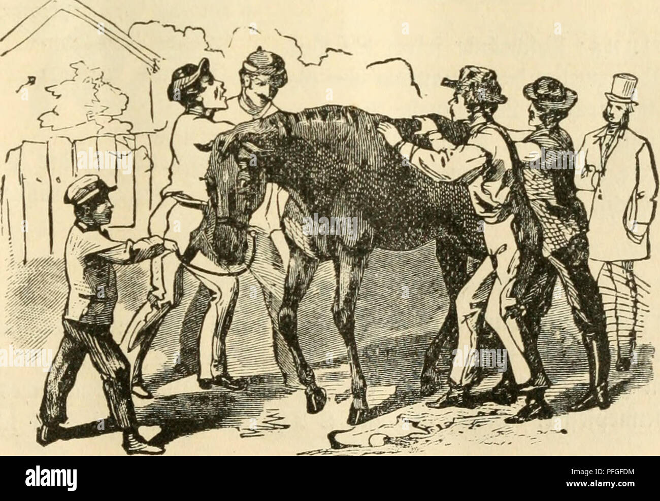 Das Pferd Und Seine Frauenspezifische E Uljncraugcn Chevaux A 15 A Fid Ein Rotter M Geigen Un Fcftlimtnen N Au Cfrs Eint Ber M Gt Gt W Totl Lic Unb Ber A C J J T Tiefer