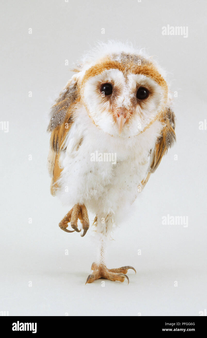 Owl sur un pied. Banque D'Images