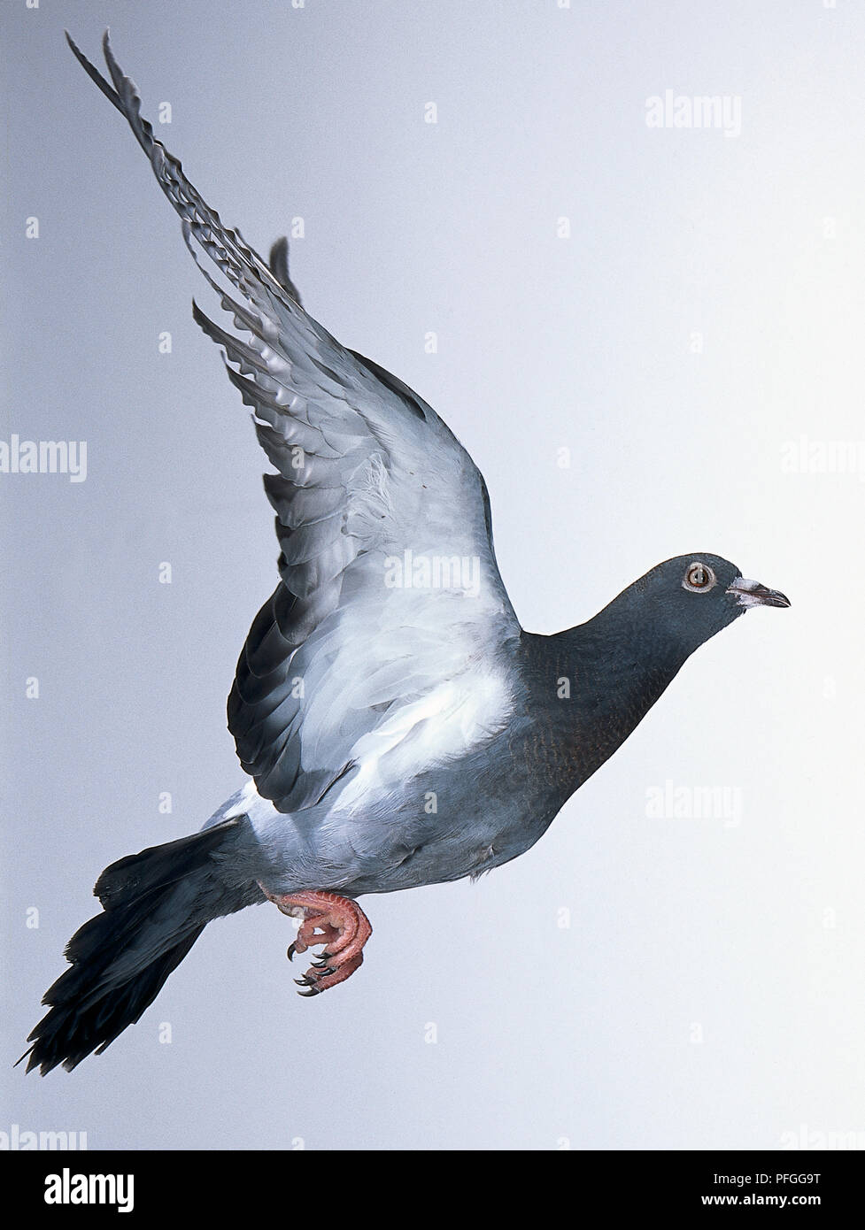 Pigeon (Columba livia) en vol Banque D'Images