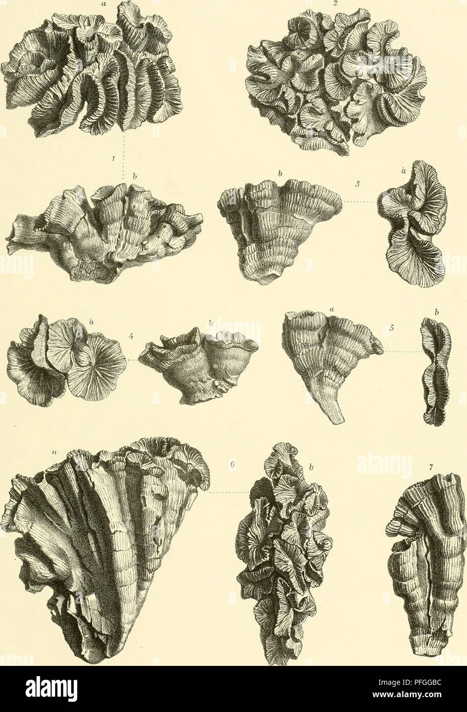 . Denkschriften der Kaiserlichen Akademie der Wissenschaften, Mathematisch-Naturwissenschaftliche Classe. C. Kpufs P:j1.u-,Nili)Ln"Isc}Lt' Studipii gt;ITT. Jusqu'à'. XXXXK. k.k-TIofu.StaatsärudtBri PhcojjhiiUia Fkj. li.ralimdaia Cat.sp. Fig. Öl Pl.ßaheUatn Mi. Deiilisclu-d.k. iflen Alcad.d.W maÜL naturw. Cl. XXXEJid, 18/2. Veuillez noter que ces images sont extraites de la page numérisée des images qui peuvent avoir été retouchées numériquement pour plus de lisibilité - coloration et l'aspect de ces illustrations ne peut pas parfaitement ressembler à l'œuvre originale.. Kaiserl. Akademie der Wissenschaften in Wien. Mathem Banque D'Images