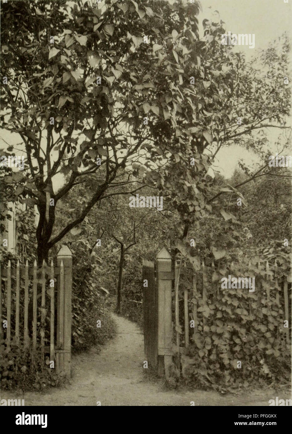 . Das Leben der Pflanze. Les plantes ; plantes ; plantes ; phytogéographie. iJaiige öartcu, 0cv (. [KOSMOs] nsTuRMtunof 0 '" J'lSTUTTCARTj nganc} 511 ©einem Kinbüd^^avten ( en 5. '21m ou ^lieöcr^» ; t&gt;er ^rfdingpflanjen 3oun mit t&gt;urcf)iuad)caf. ("Pbot. :Iinui) l'angc.). Veuillez noter que ces images sont extraites de la page numérisée des images qui peuvent avoir été retouchées numériquement pour plus de lisibilité - coloration et l'aspect de ces illustrations ne peut pas parfaitement ressembler à l'œuvre originale.. Francé, R. H. (Raoul Heinrich), 1874-1943 ; Gothan, Walther Ulrich Eduard Friedrich, 1879-1954 ; Lange, va Banque D'Images