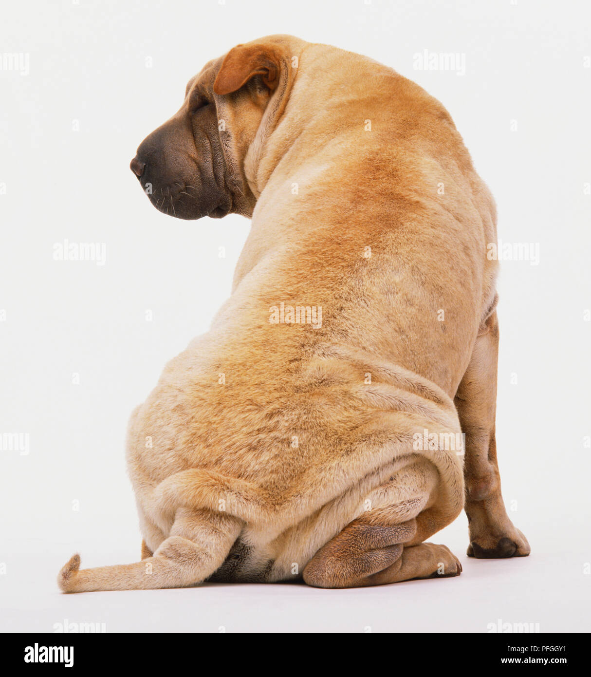 Shar Pei (Canis lupus familiaris) assis, tête tournée à droite, vue arrière. Banque D'Images