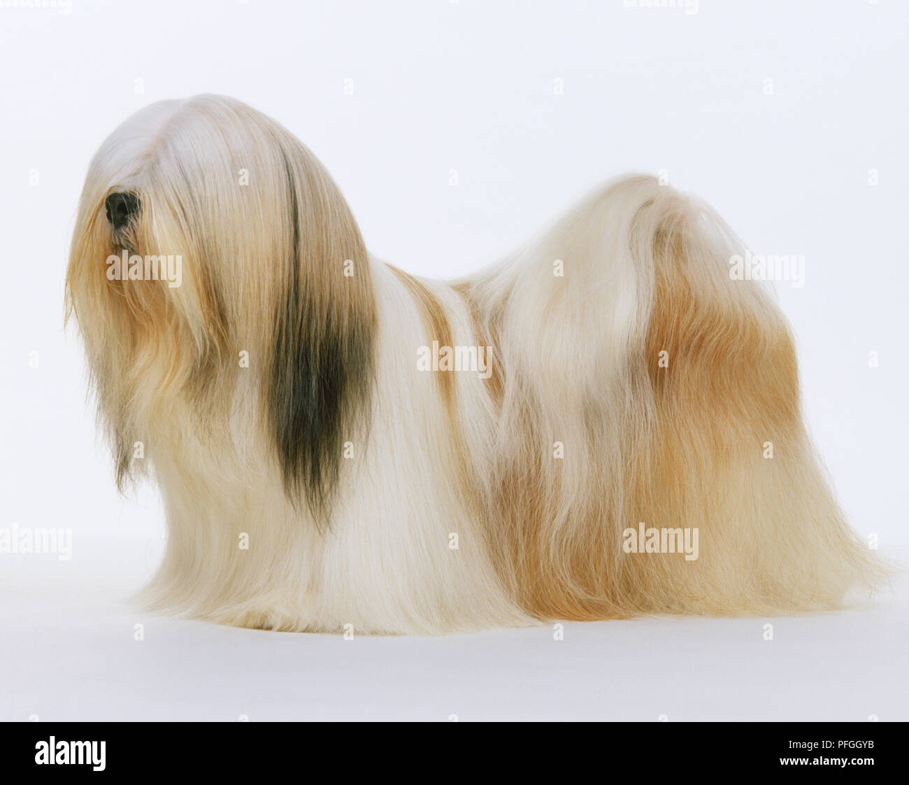 Lhassa Apso (Canis lupus familiaris), petit chien recouvert d'une fine de long cheveux brun et blanc, vue de côté. Banque D'Images