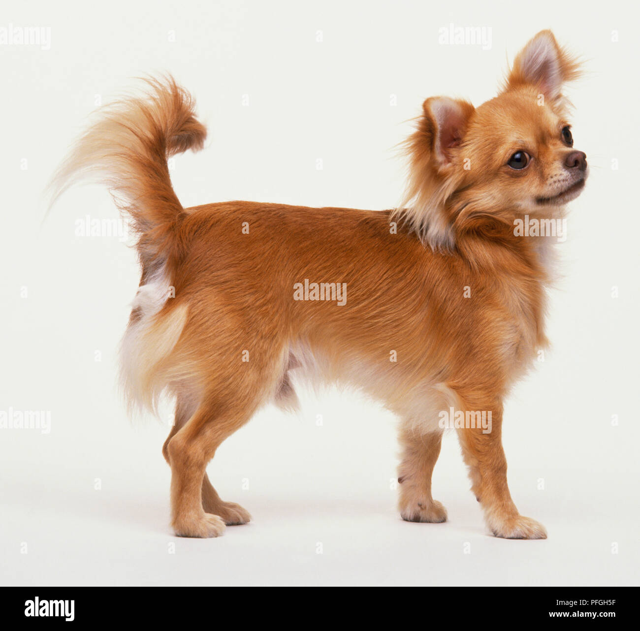 Chihuahua (Canis lupus familiaris) debout, la queue pointant vers le haut, tête penchée, vue de côté. Banque D'Images