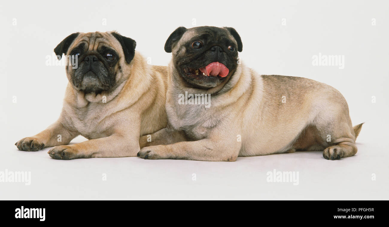 Deux chiens Pug (Canis familiaris) couchée, vue de côté. Banque D'Images