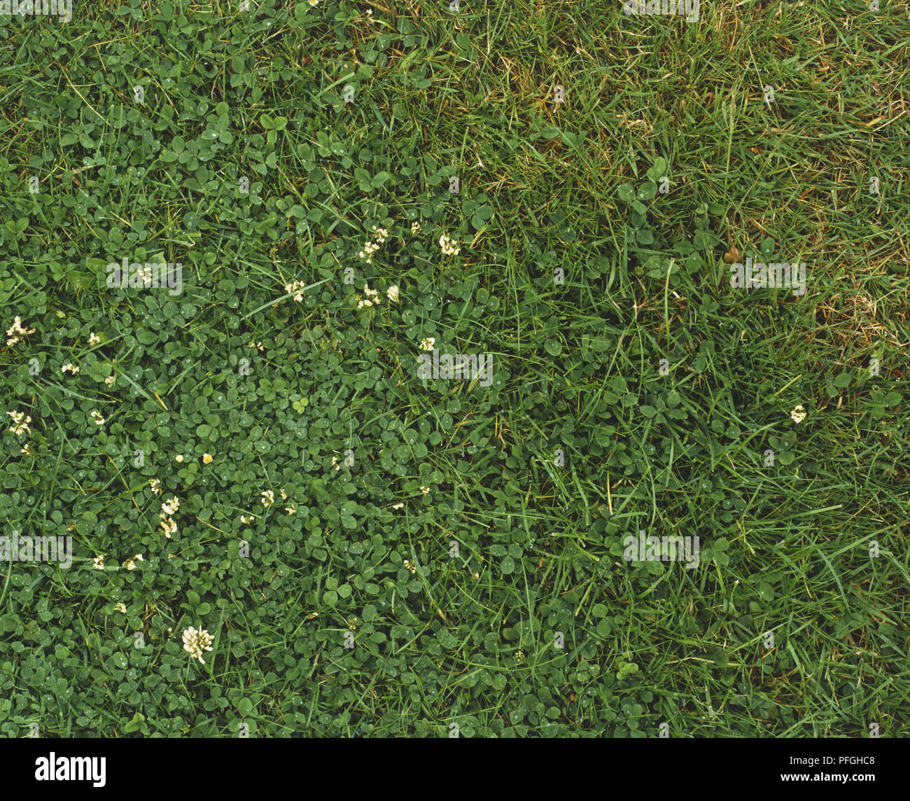 Trifolium repens, trèfle blanc commun, poussant dans l'herbe, vue de dessus Banque D'Images