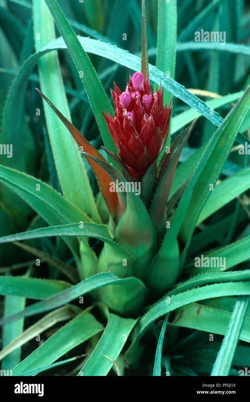 L'Aechmea recurvata, fleur rose et long, feuilles vert pâle Banque D'Images