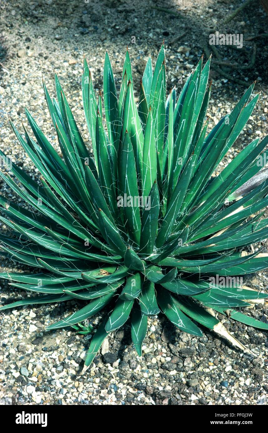 Agave filifera croissant sur le gravier Banque D'Images