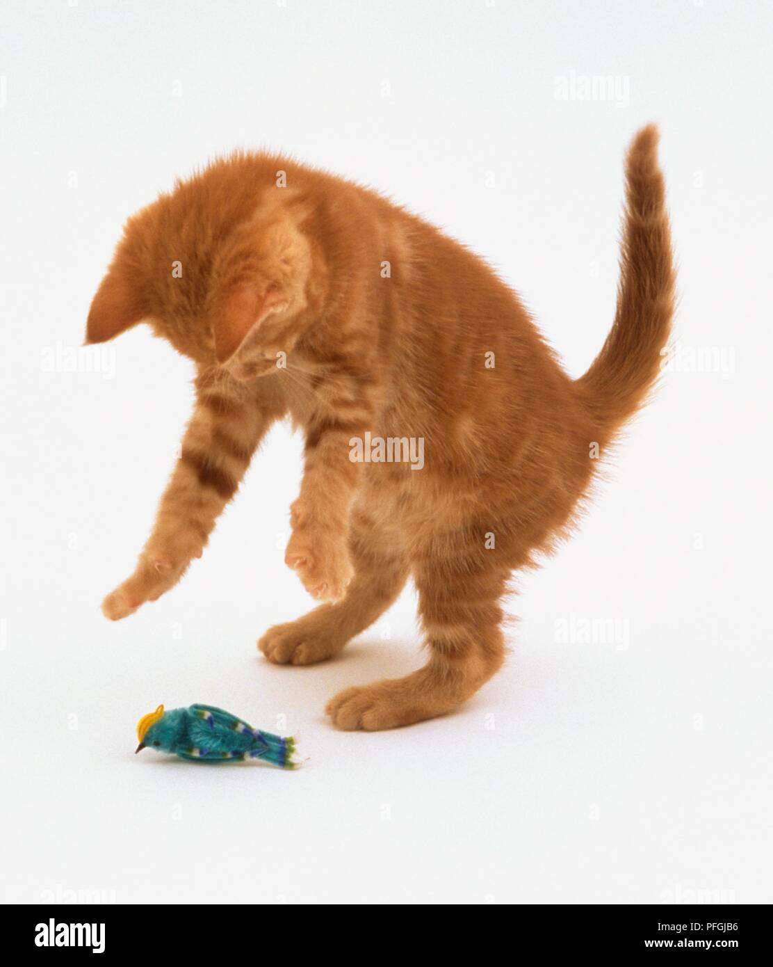 Ginger kitten jouer chasse-oiseaux jouets Banque D'Images