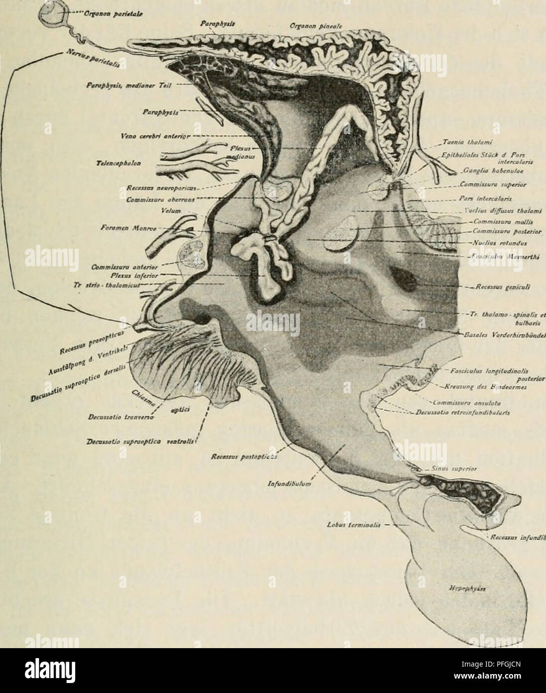 Cette étude porte sur la structure cérébrale de Hatteria punctata, une espèce de reptile. Il examine la différenciation de diverses régions du cerveau, en particulier le troisième ventricule, et les caractéristiques uniques du cerveau reptilien par rapport à d'autres vertébrés. Banque D'Images