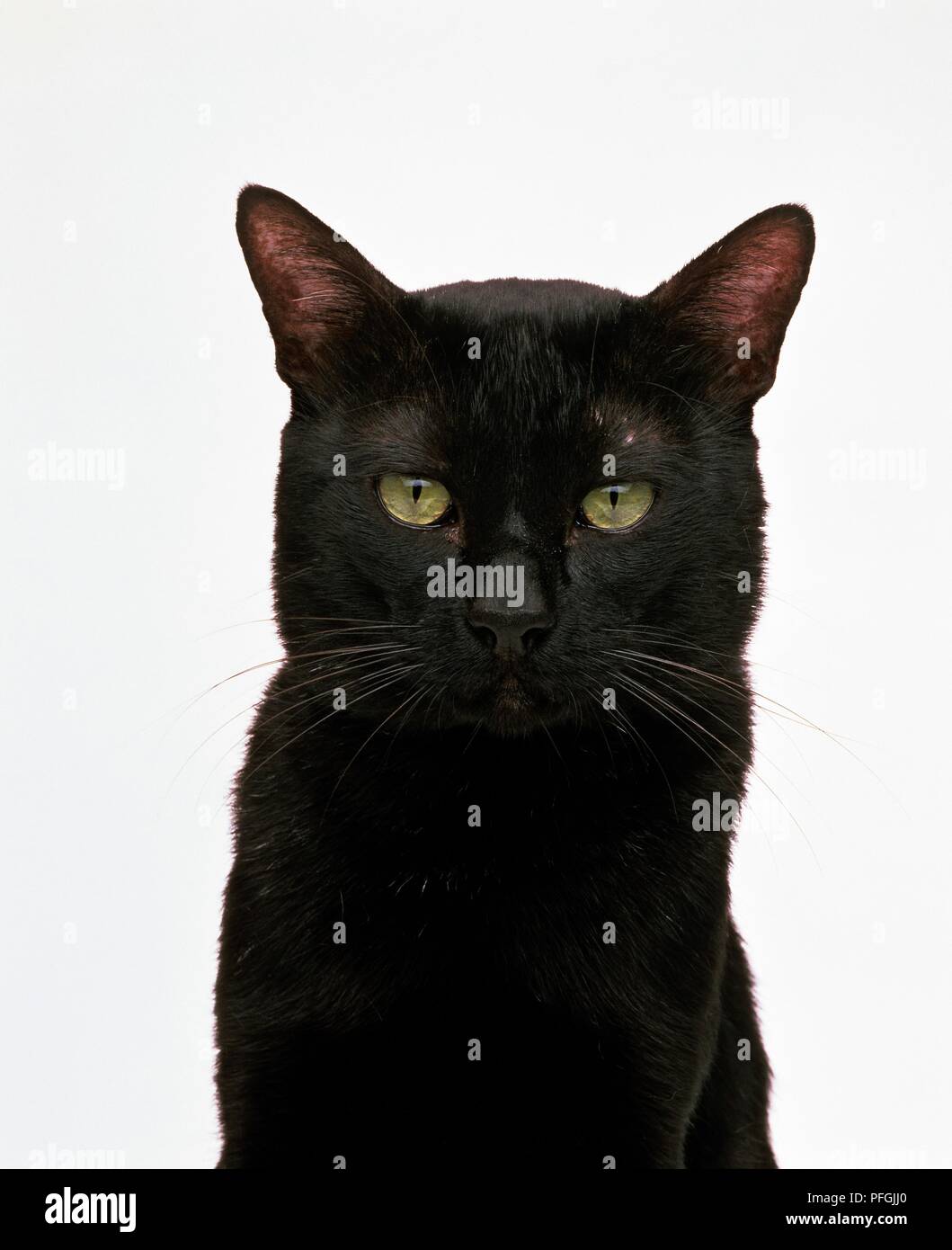 Chef d'un Bombay cat, looking at camera Banque D'Images