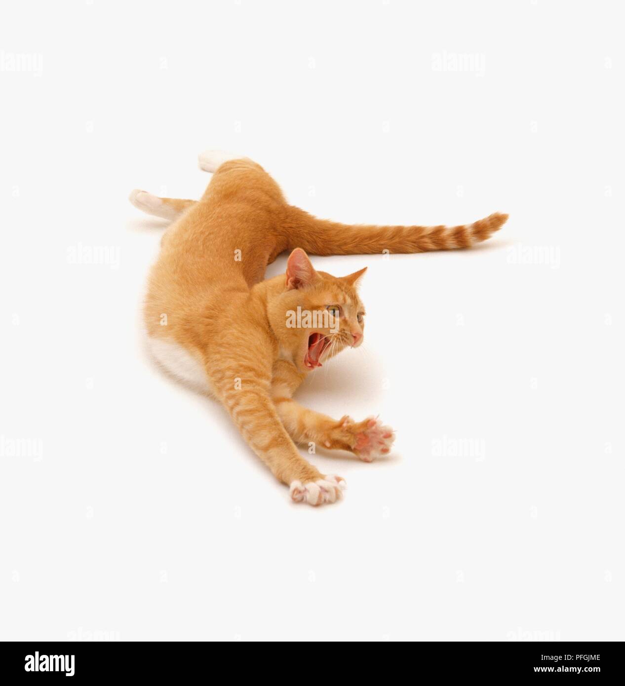 Le gingembre cat stretching avec sa bouche grande ouverte, close-up Banque D'Images