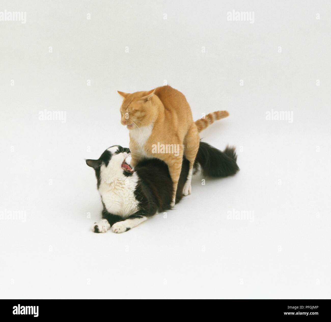 Les sifflements d'accouplement chat gingembre chat noir et blanc Banque D'Images