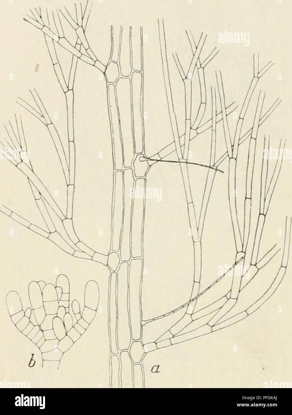Cette archive botanique contient des informations détaillées sur diverses espèces végétales trouvées au Danemark. Il se concentre sur l'identification et la classification des plantes, contribuant à la connaissance de la flore du pays et soutenant la recherche en sciences botaniques. Banque D'Images