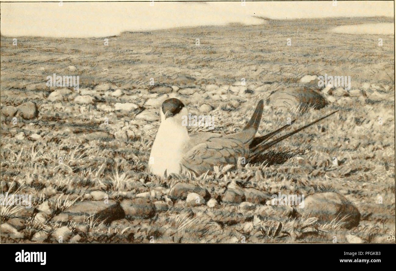 . Dansk ornithologisk forenings tidsskrift. Les oiseaux ; les oiseaux. llAVriiKNE CKLliA STER.UN MÃ) l'AA HEDEN. Veuillez noter que ces images sont extraites de la page numérisée des images qui peuvent avoir été retouchées numériquement pour plus de lisibilité - coloration et l'aspect de ces illustrations ne peut pas parfaitement ressembler à l'œuvre originale.. Dansk ornithologisk forening. [KÃ'benhavn] : Den Forening Banque D'Images