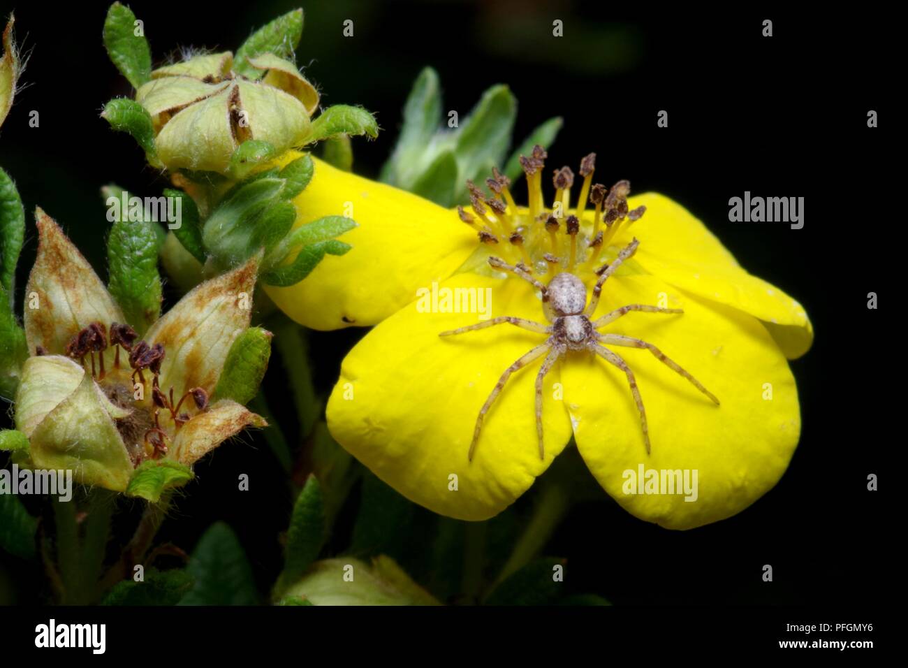 Petite araignée sur une fleur jaune - macrophoto Banque D'Images