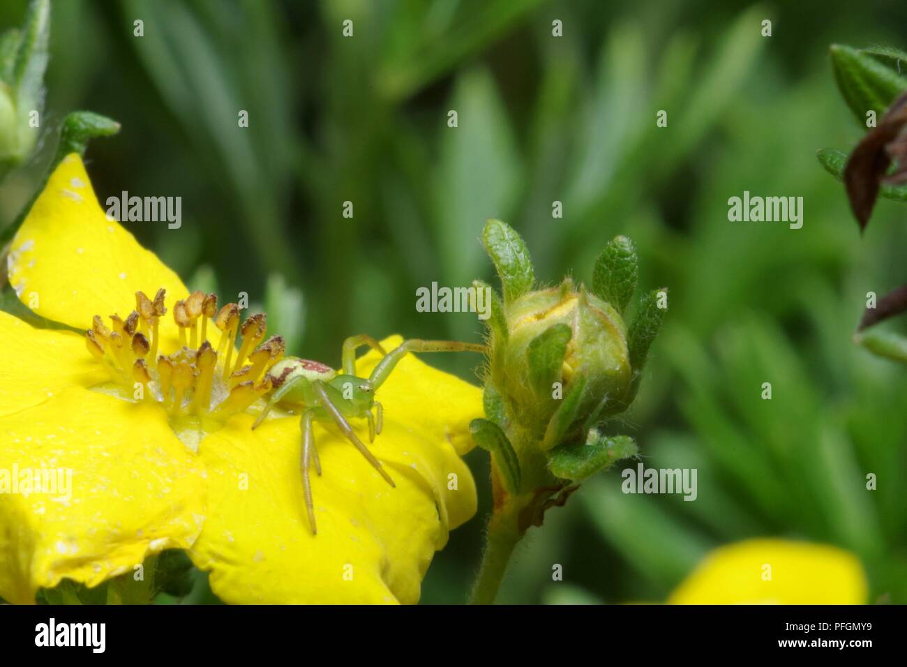 Araignée crabe vert sur une fleur jaune Banque D'Images