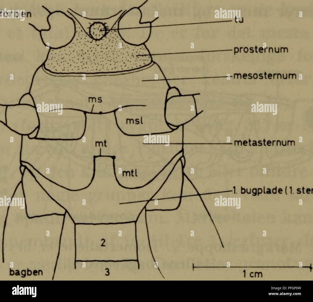 Cette image illustre diverses espèces de sauterelles et leurs caractéristiques anatomiques. Plus précisément, la structure des pattes arrière de Gaelifera, qui sont adaptées pour sauter, est mise en évidence. La figure montre également le sternum et la partie antérieure de l'abdomen chez l'espèce Calliptamus italicus, important pour comprendre leur mécanique de saut. Banque D'Images