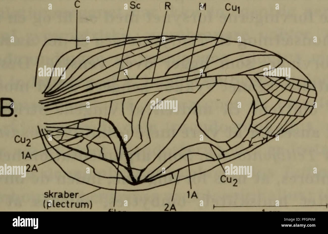 . Illustrerede haandbøger la faune ; den danske plus dyreverden... MP* Cu^a lem Se R M Cui. skraber (médiator) filen (pars stridens) 1 cm Fig. 12. A : Base forvinge højre venstre og af af Tettigonia viridissima, den store grønne (J. løvgraeshoppe B : Højre pour af- vinge acheta domestica, husfårekyllingen (J. Je Forklaring teksten. den skal tydes som 1A), som baerer en raekke tvaerribber parallelt- stillede og en skraber (juillet 2013) sac på- randen. Lyden opstår skraber løber ved, au-dessus de fil à vingedele gnides hinanden mod. Tetti hos- gonioidea postcubitale er den Den lille, og filen fin Banque D'Images