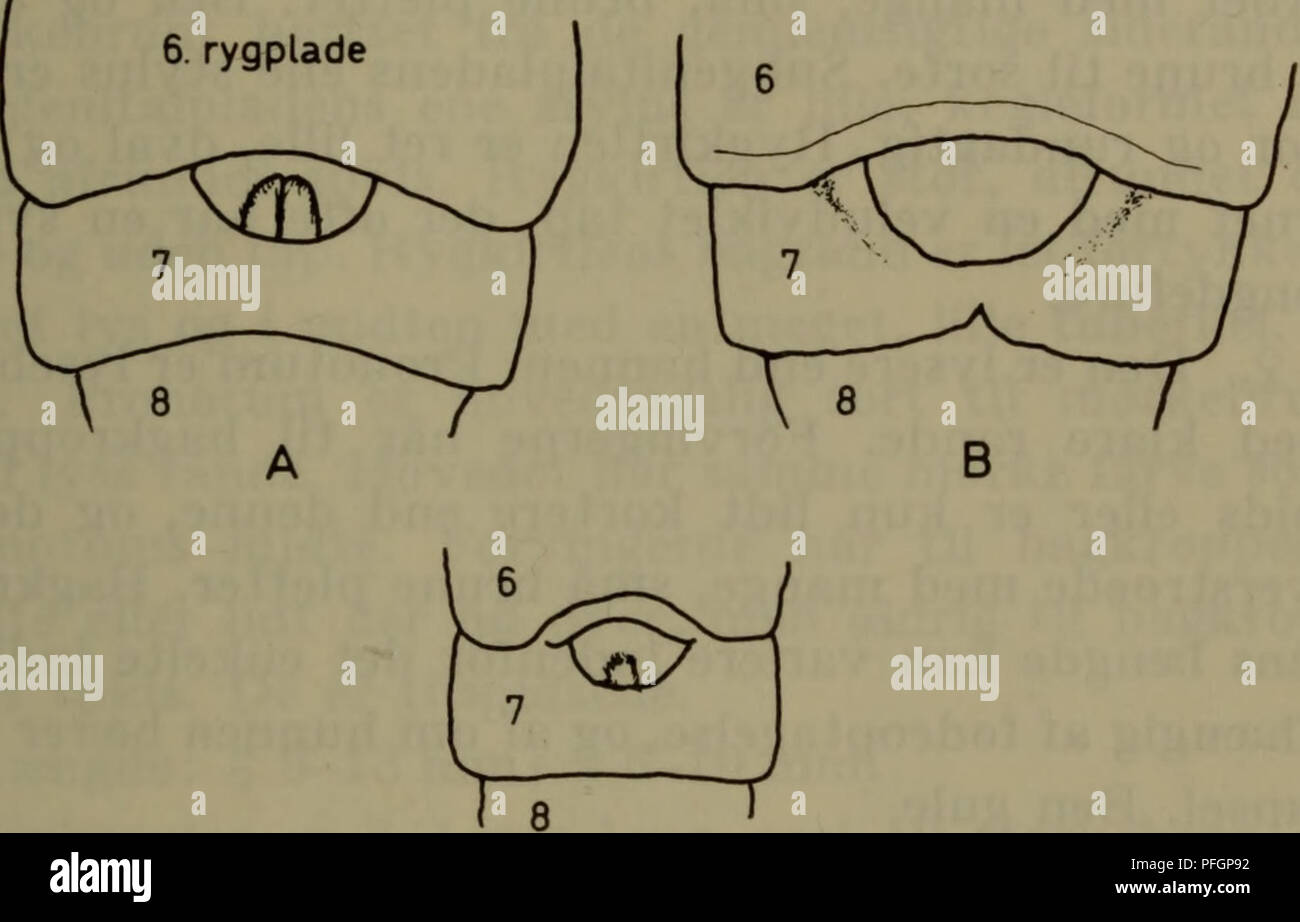 . Illustrerede haandbøger la faune ; den danske plus dyreverden... 21 2. Rygkirtlens tuberkel stor (fig. 4A). Middel- stor'art (mindst 8 mm lang) 1. lapponicus p. 22. Rygkirtlens tuberkel lille (fig. 4 G). Ret lille højst (art 7 mm lang) 3. panzeri p. 23.. Fig. 4. Rygkirtler slaegten af : Ectobius, cJ. A : E. lapponicus, B : E. silvestris. C : E. panzeri.  ? ? 1. Forvingerne bagtil afskåret korte og bredt (fig. 6) 3. panzeri p. 23. Forvingerne bagtil rundagtigt tilspidsede. . 2. 2. Vous Forvingerne bagkroppens spid eller er lidt kortere eller - politiske kriterier Pronotums saedvanligvis lysebrun midte . 1. l Banque D'Images