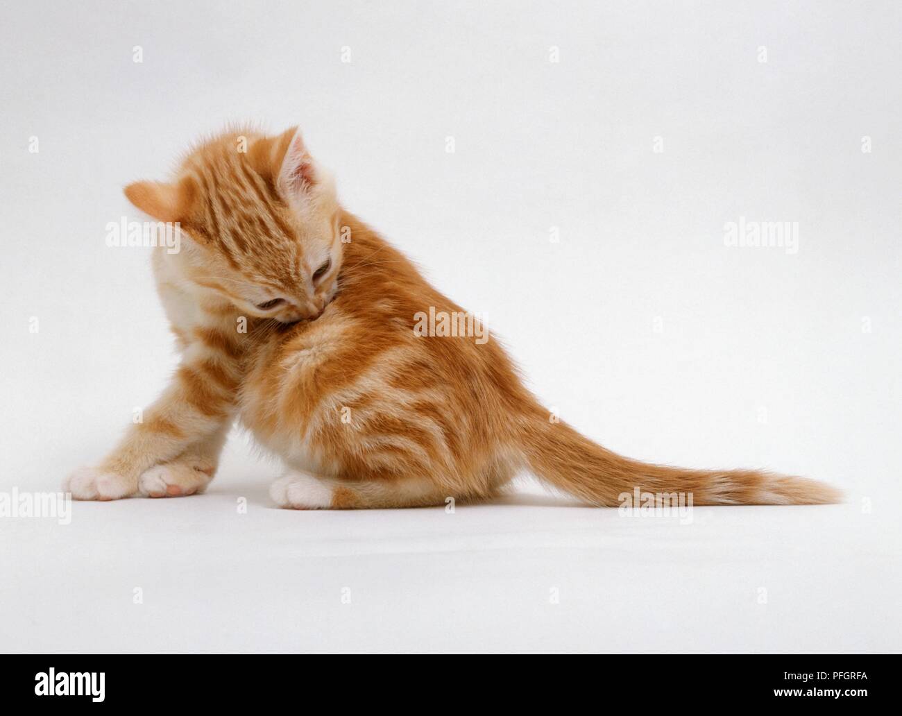 Ginger kitten licking sa fourrure Banque D'Images