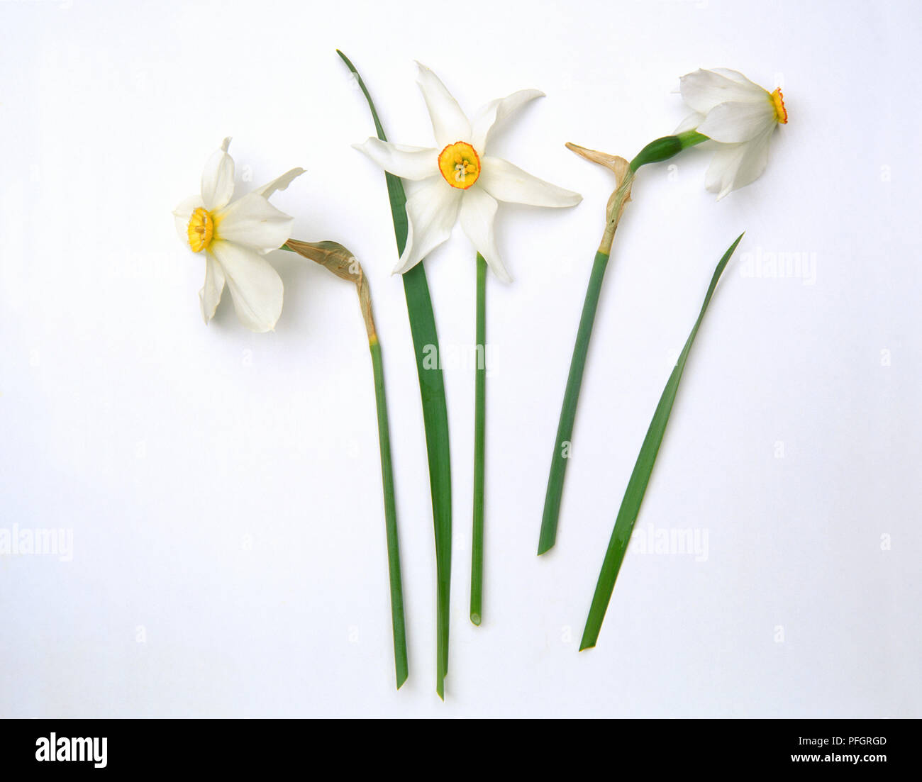 Les feuilles et fleurs de Narcissus poeticus (Pheasant's eye daffodil) Banque D'Images