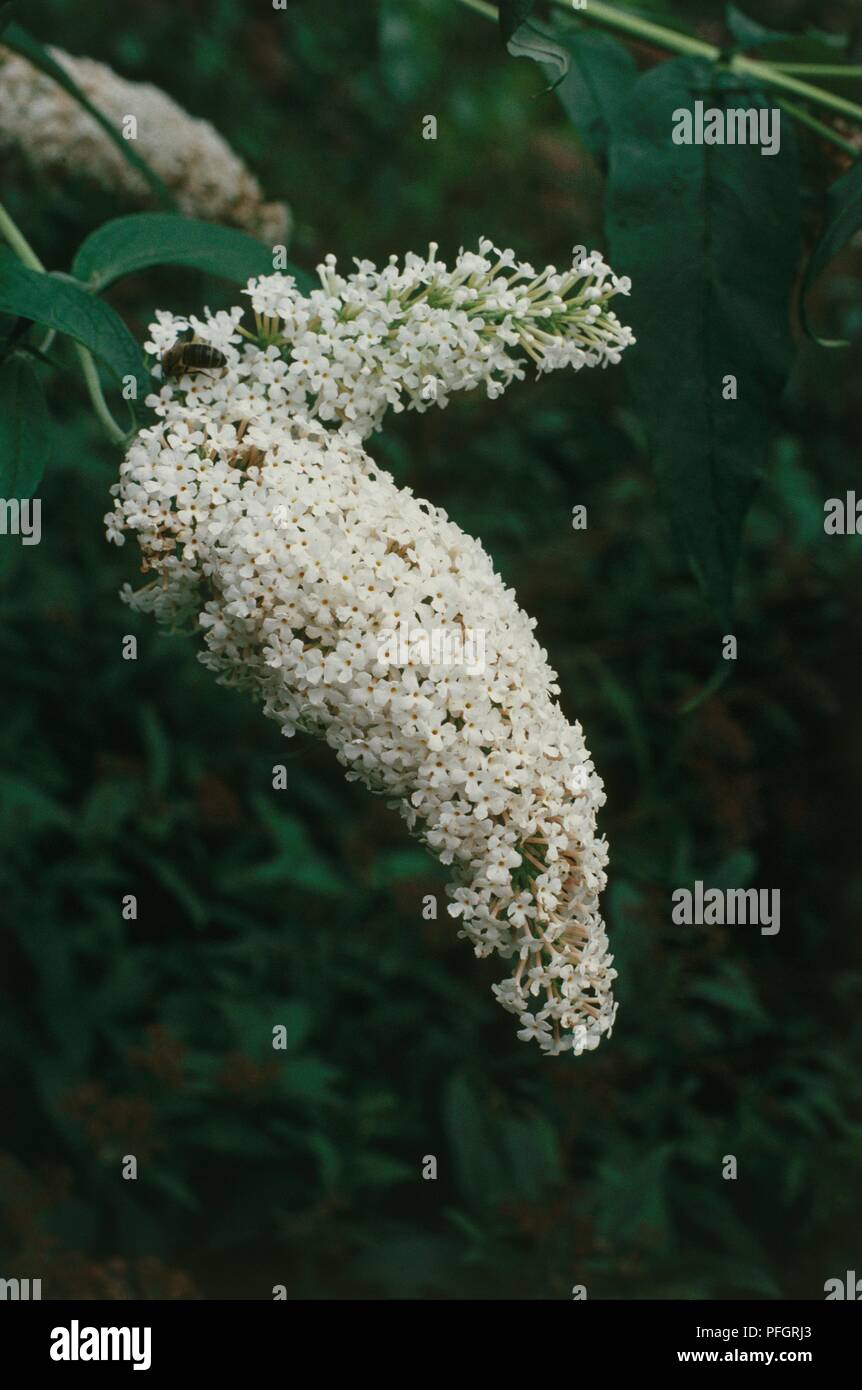 Buddleja davidii 'Paix' (Arbre aux papillons) avec grappes denses de petites fleurs blanches sur des épis terminaux Banque D'Images