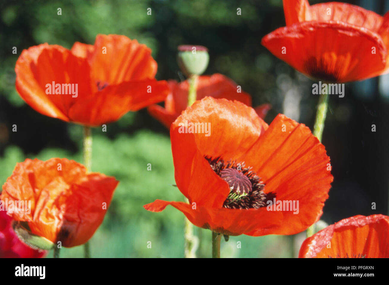 La Pologne, coquelicot (Papaver rhoeas) fleurs, close-up. Banque D'Images