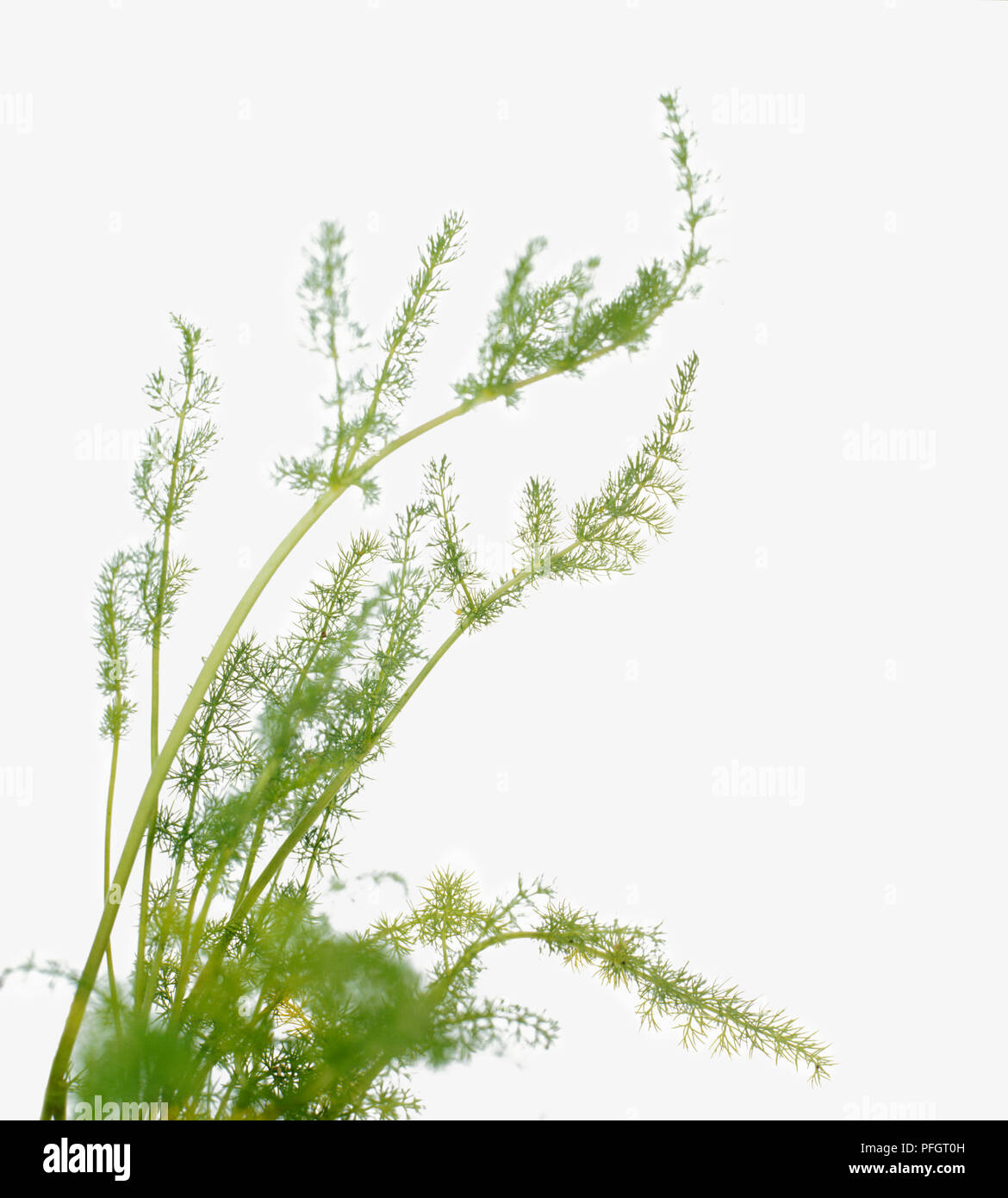 Meum athamanticum (Spignel), feuilles vertes sur de longues tiges Banque D'Images