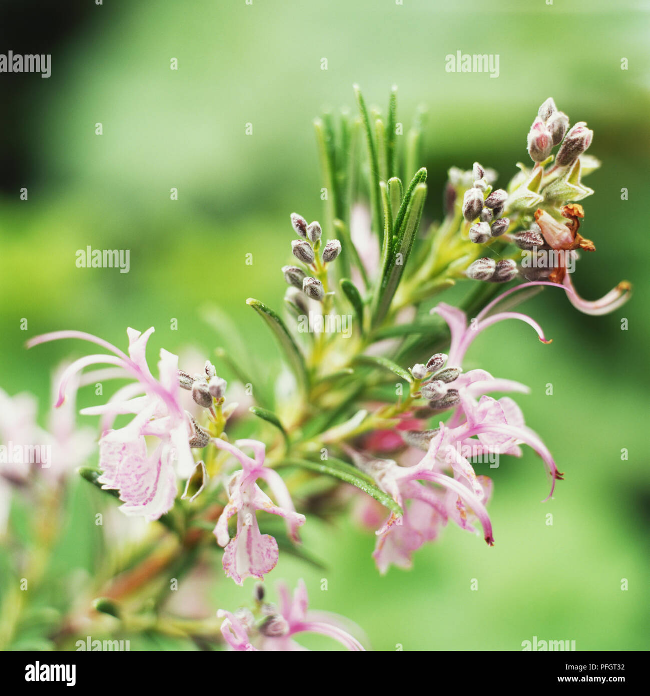 Pink Romarin (Rosmarinus officinalis 'Roseus'), de petites fleurs rose pâle et courte, en forme d'aiguille, feuillage vert avec des dessous, close-up Banque D'Images