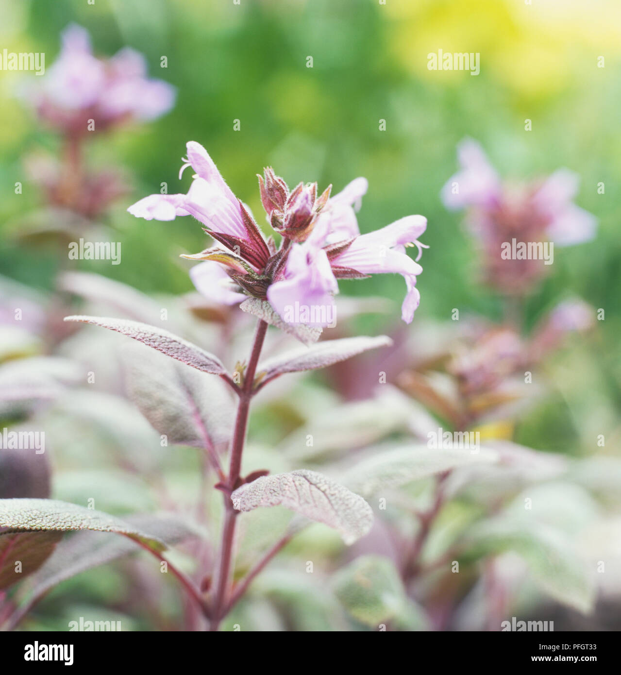 Sage Rouge Medicinal properties Banque de photographies et d’images à haute ...
