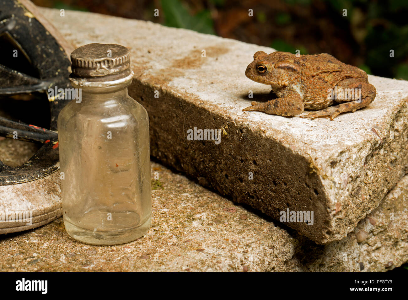 Une politique européenne ou crapaud Bufo bufo, photographié de nuit près d'un patio dans un jardin dans le Lancashire North West England UK GO Banque D'Images