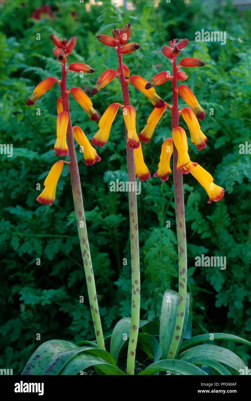 Lachenalia aloides (Cape coucou bleu) avec des fleurs jaunes et rouges sur de hautes tiges Banque D'Images