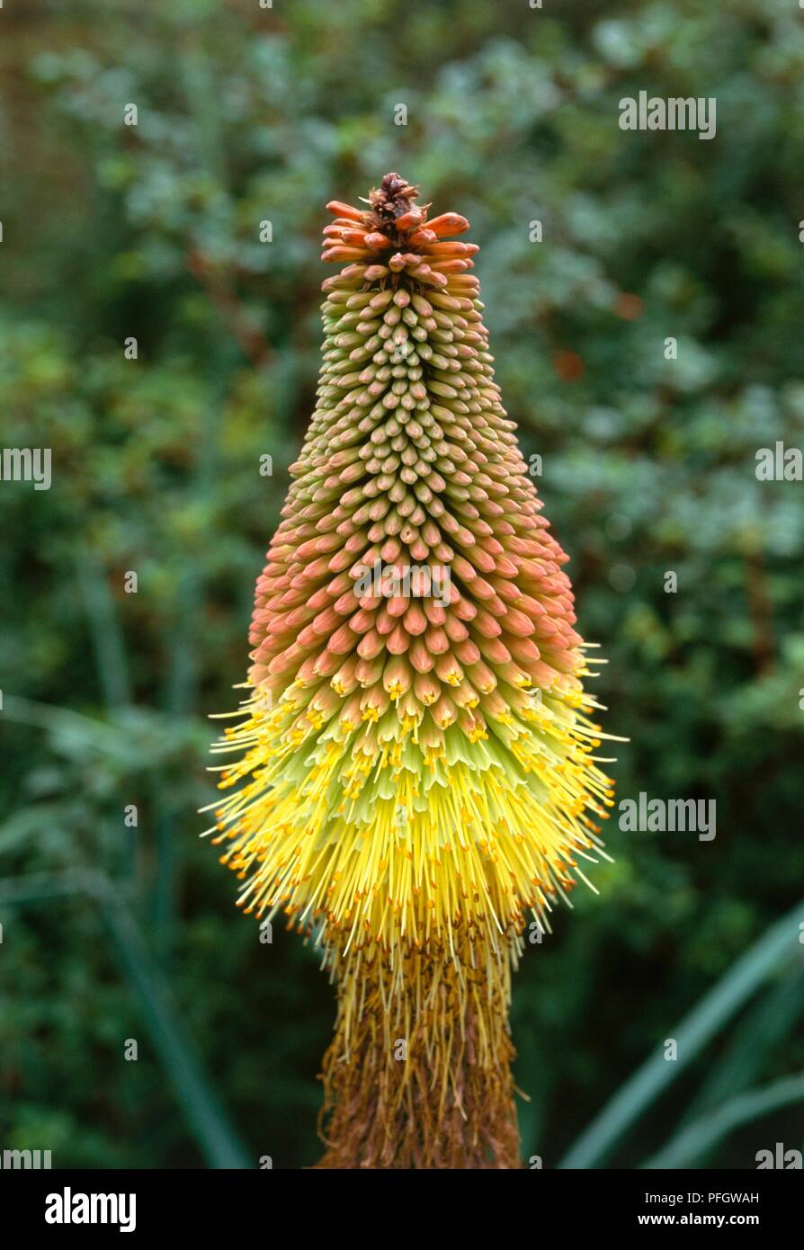 Fleur de Kniphofia caulescens (Red Hot Poker, Torch Lily) montrant l'orange et le jaune spike Banque D'Images