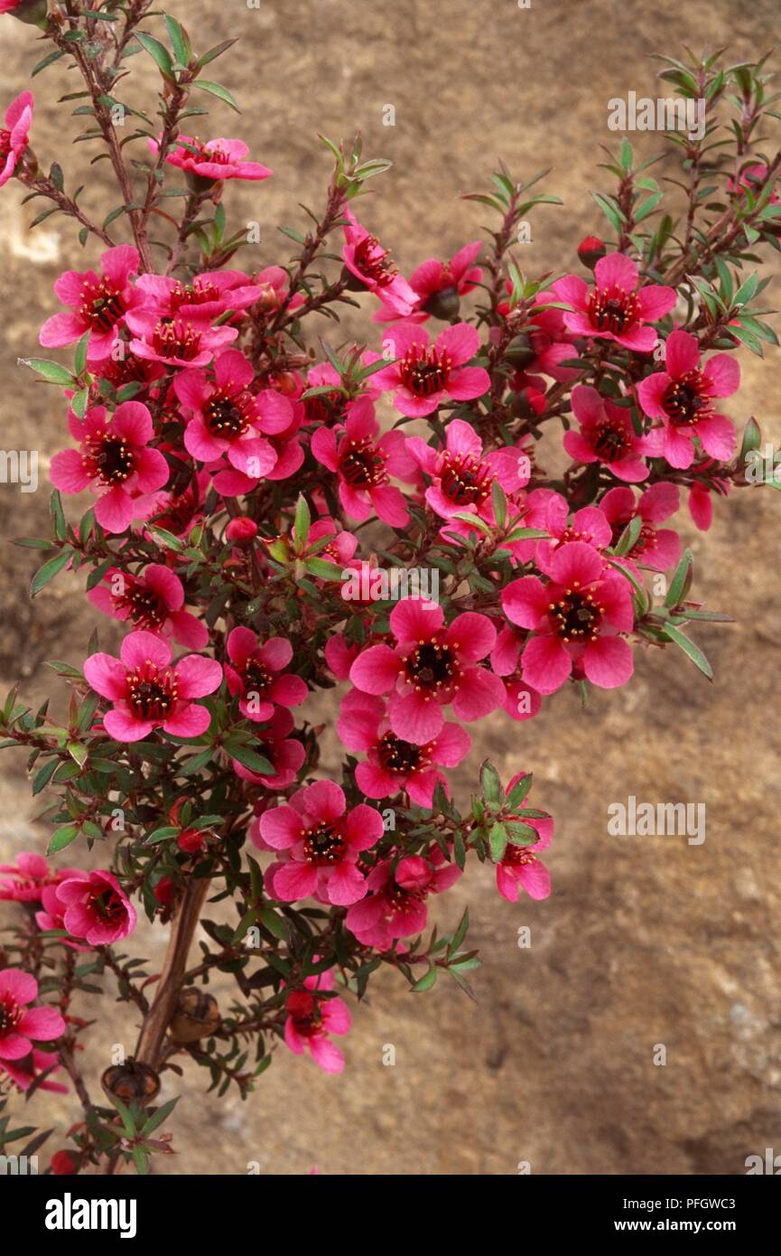 Leptospermum scoparium 'Kiwi' (Nouvelle Zélande) l'arbre à thé avec des fleurs pourpre foncé et de petites feuilles vertes sur de longues tiges Banque D'Images