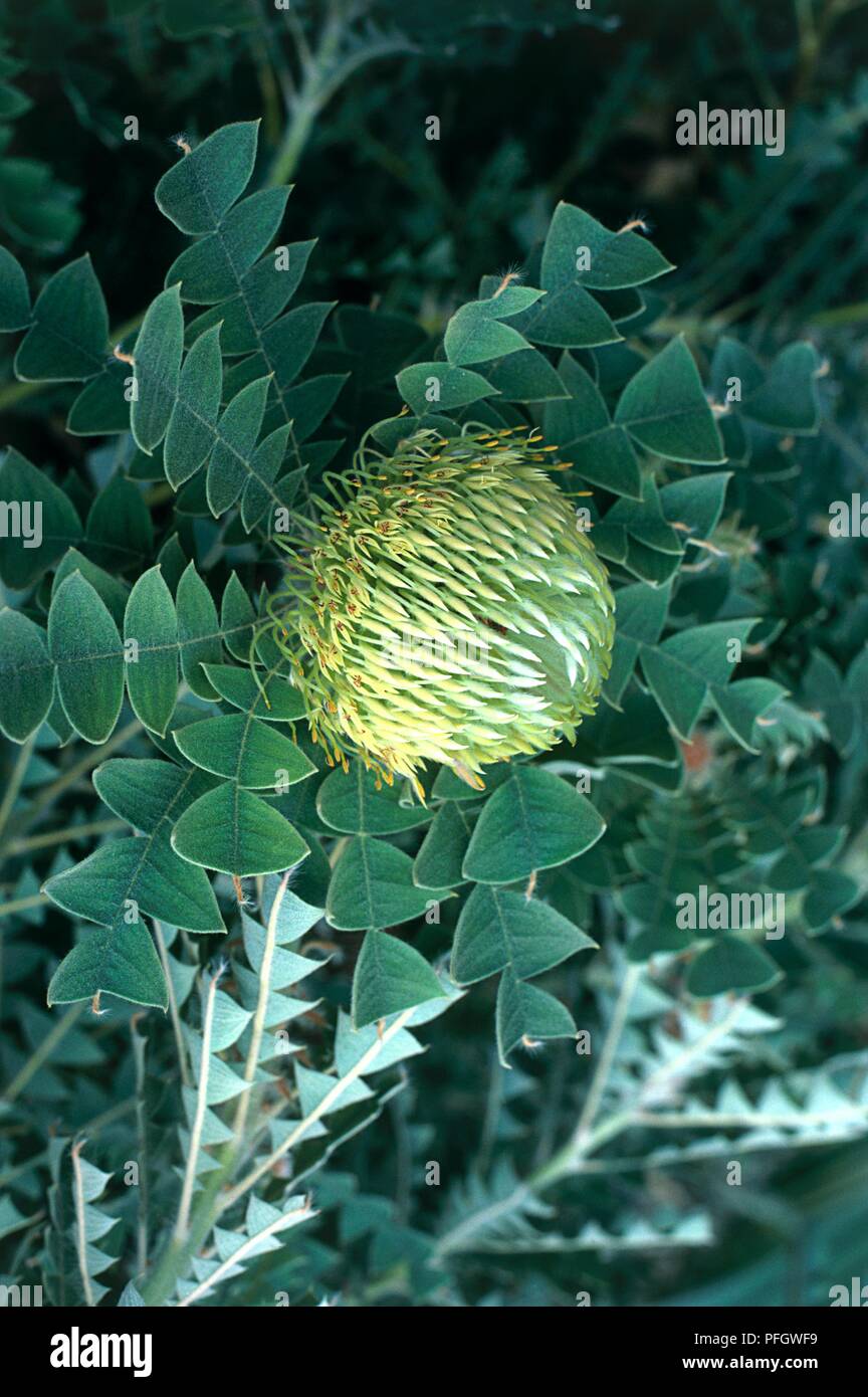 Banksia baxteri (banksia de Baxter), fleur parmi les feuilles pennées lobées, close-up Banque D'Images