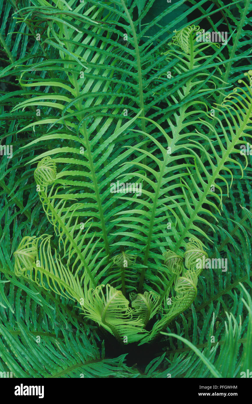 Blechnum gibbum, Hard Fern, vue de dessus. Banque D'Images
